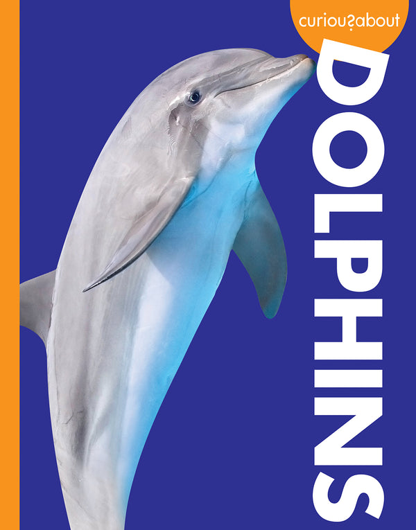 Curious about Dolphins