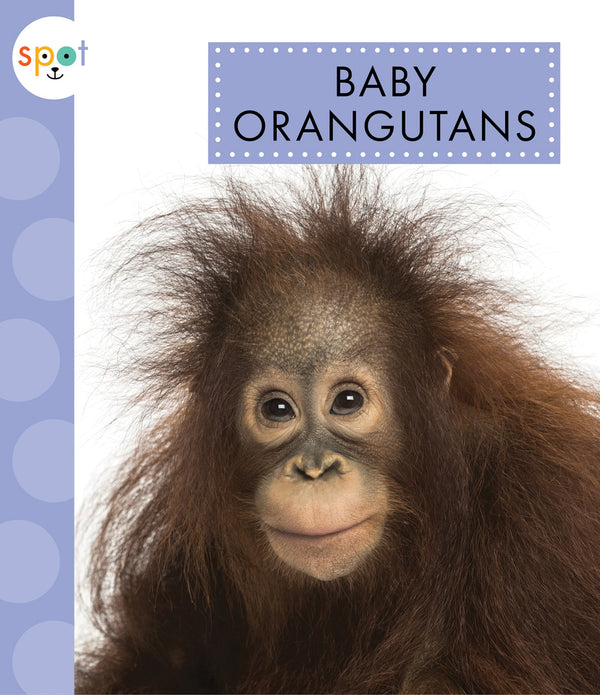 Baby Orangutans